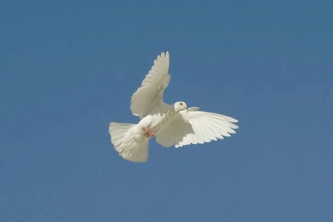yazıyoruz.org